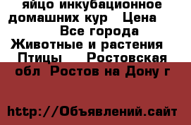 яйцо инкубационное домашних кур › Цена ­ 25 - Все города Животные и растения » Птицы   . Ростовская обл.,Ростов-на-Дону г.